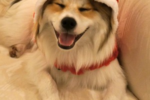 puppy-in-santa-hat