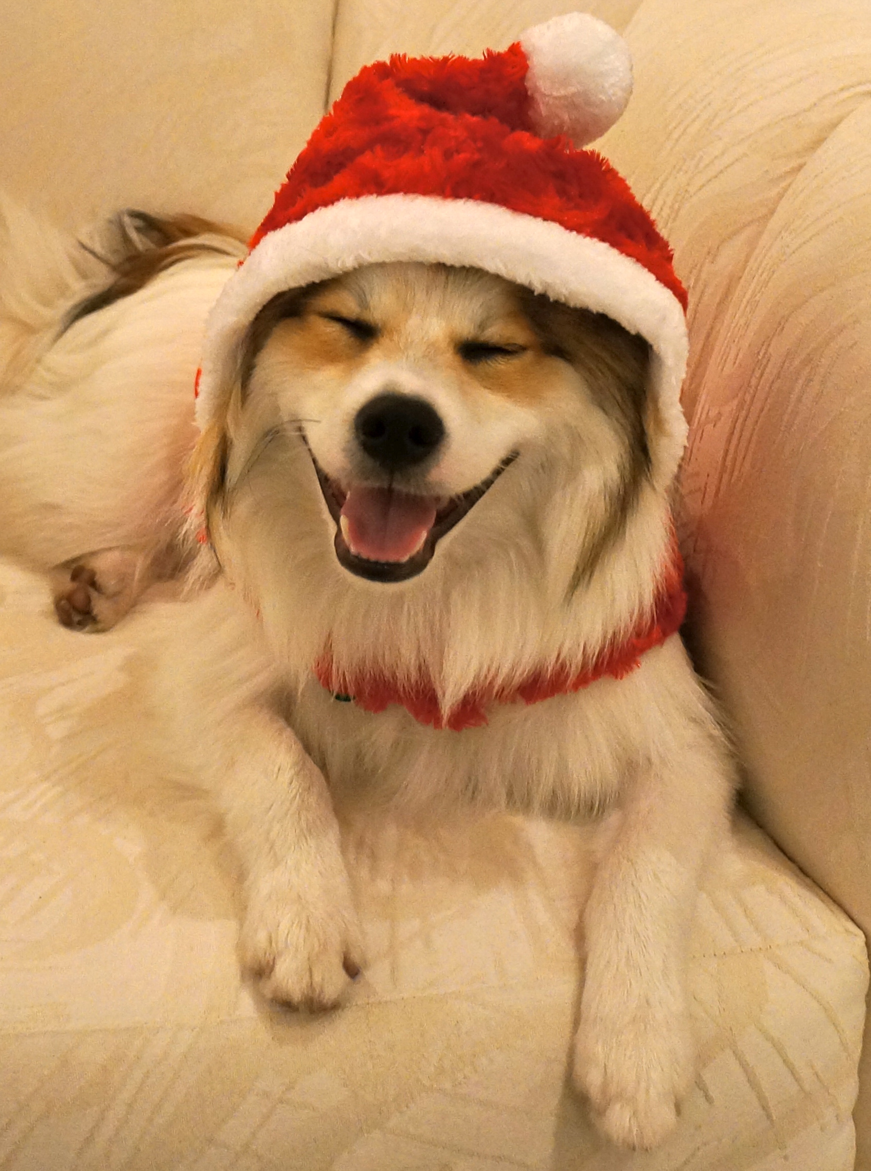 puppy-in-santa-hat